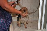 BAIN - YORKSHIRE TERRIER 092